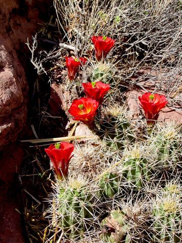 MoabFlowers (1226)